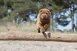 SHAR-PEI 244